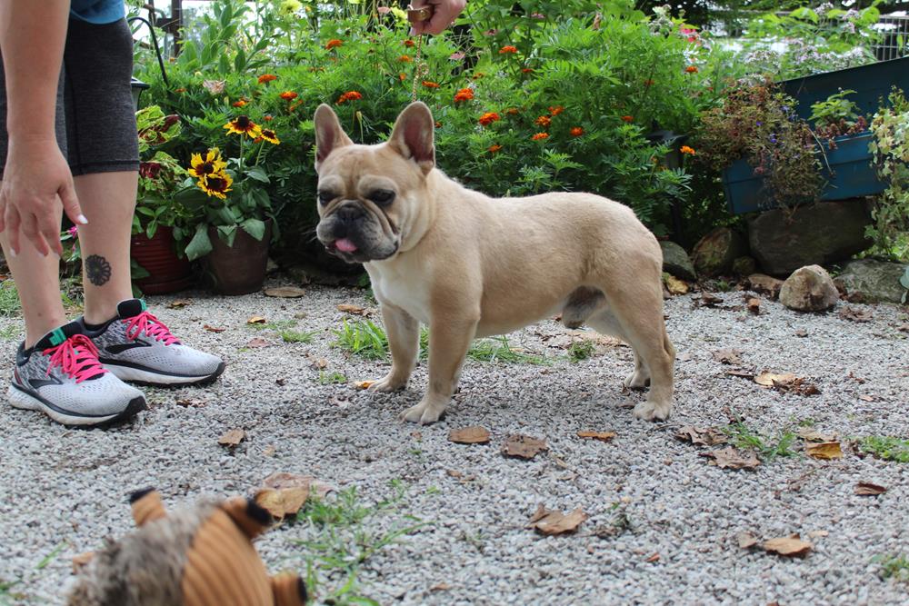 French Country Pups: French Bulldog Puppies